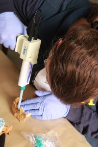 Here I am in intense concentration of applying the goo onto the mandible to cast the teeth. 