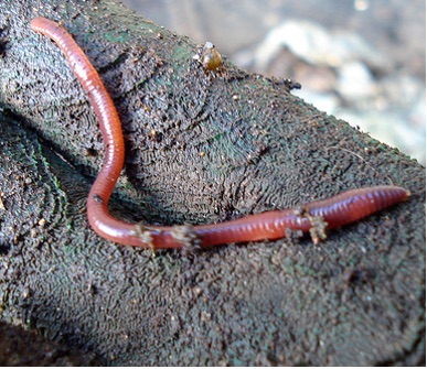 worm