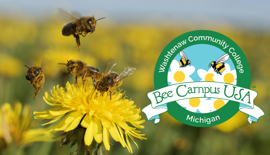 Bee Campus USA